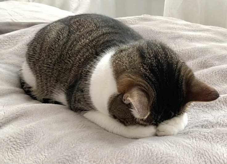 고양이 원본 353