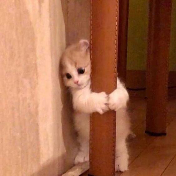 고양이 원본 403