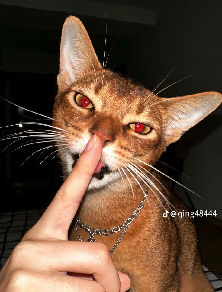 고양이 원본 323