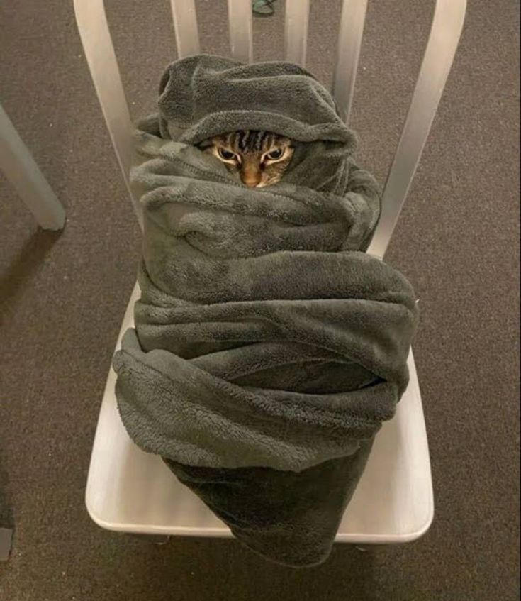 고양이 원본 250