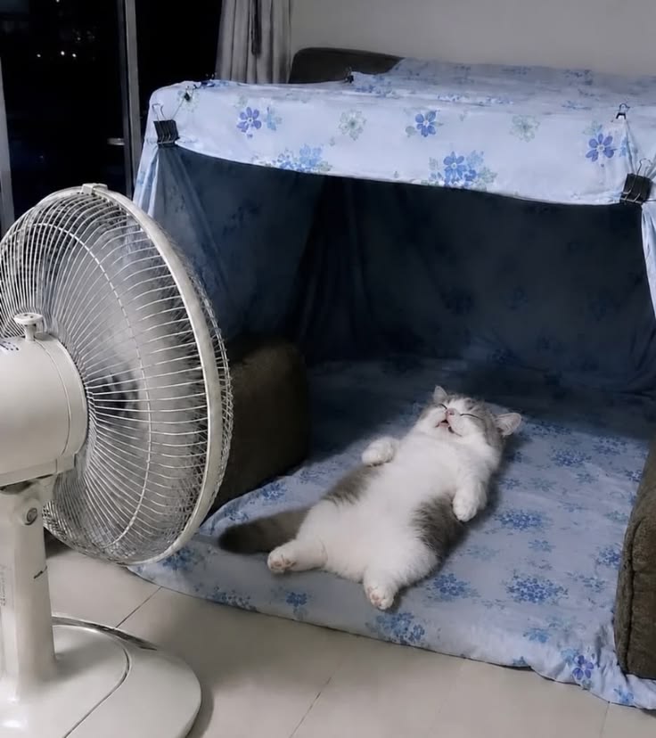 고양이 원본 111
