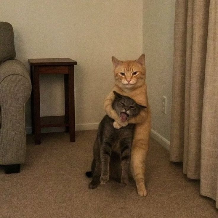 고양이 원본 677