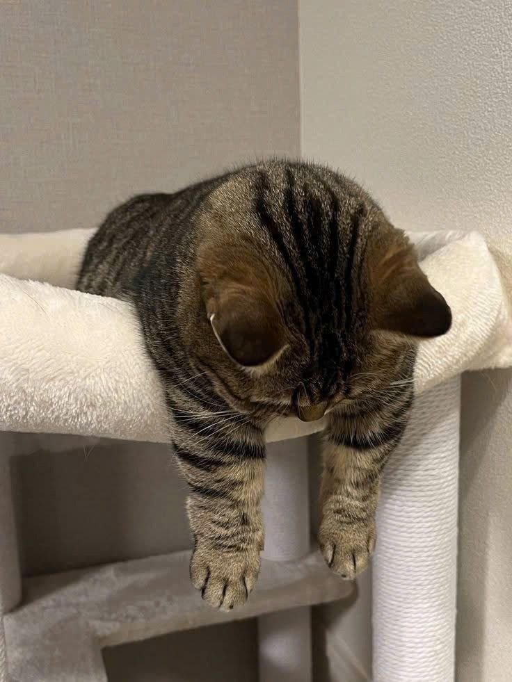 고양이 원본 233