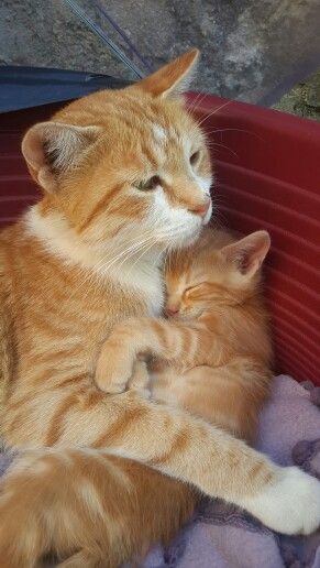 고양이 원본 561