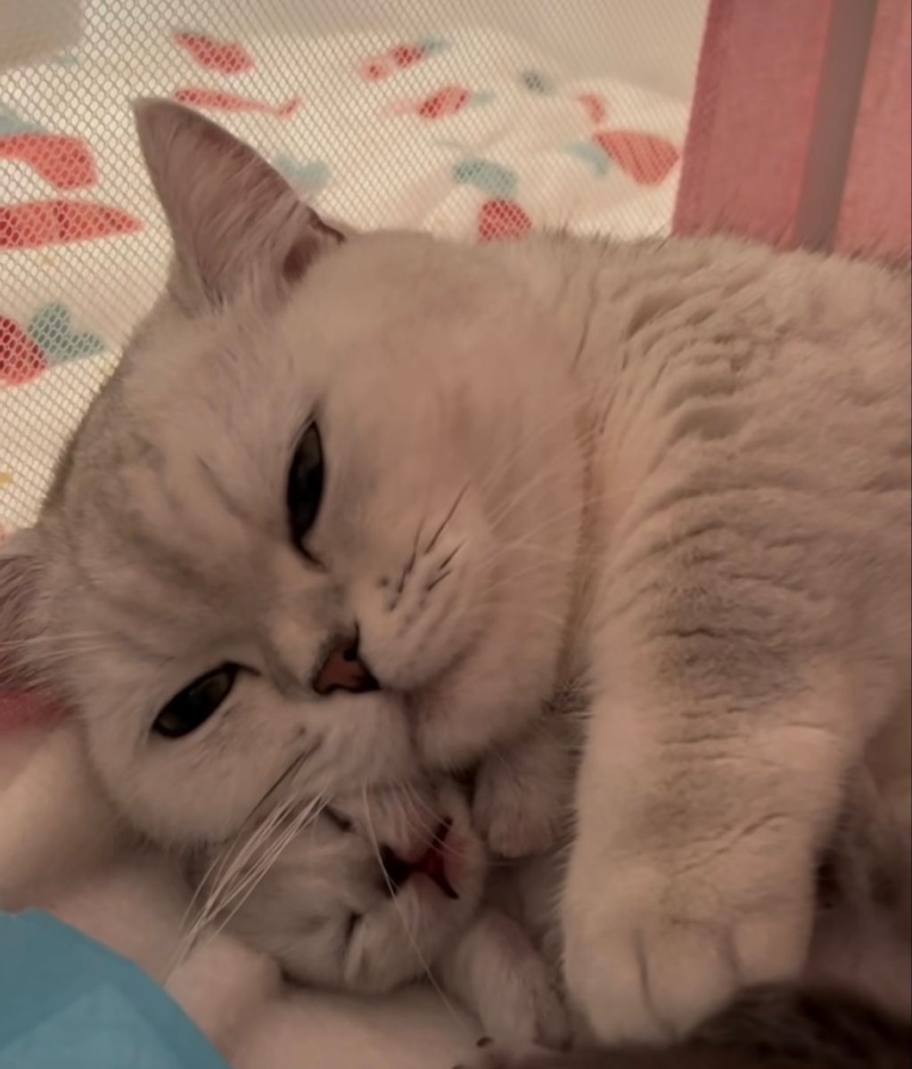 고양이 원본 643