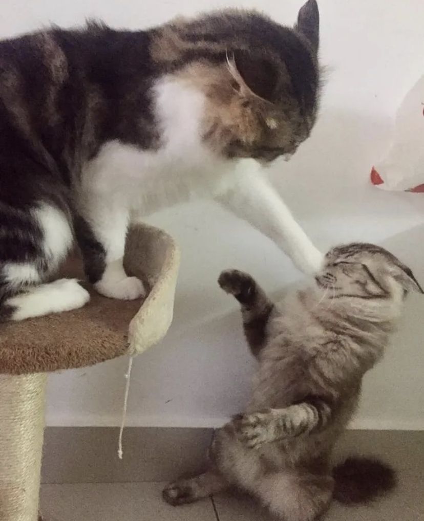 고양이 원본 611