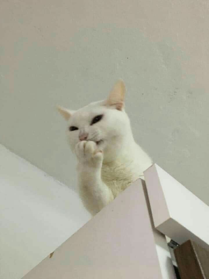 고양이 원본 287