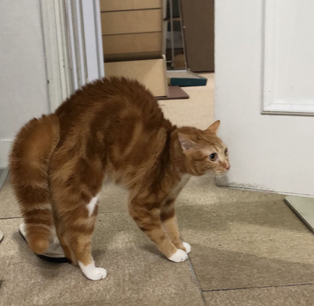 고양이 원본 508