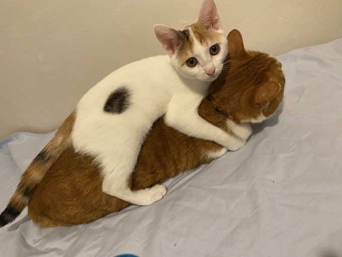 고양이 원본 646