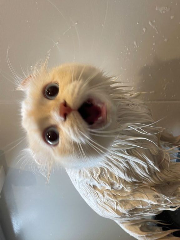 고양이 원본 325