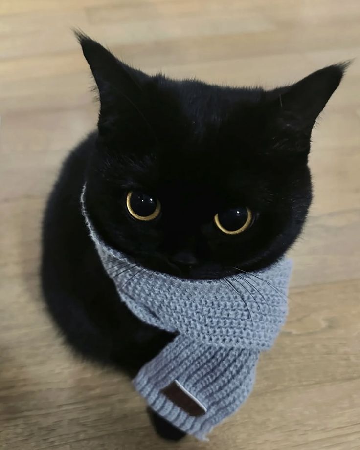 고양이 원본 619