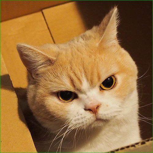 고양이 원본 352