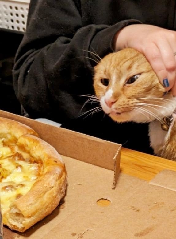고양이 원본 694