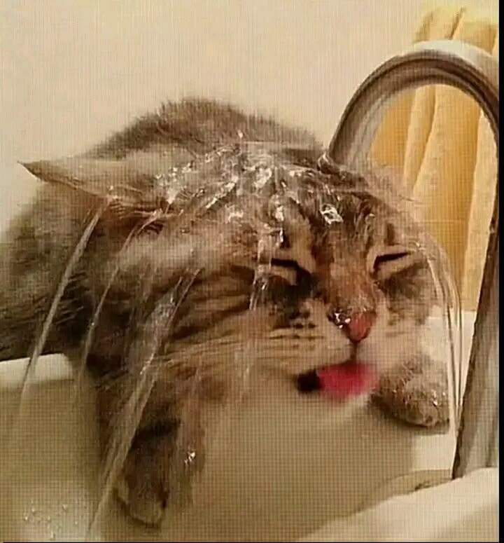 고양이 원본 217