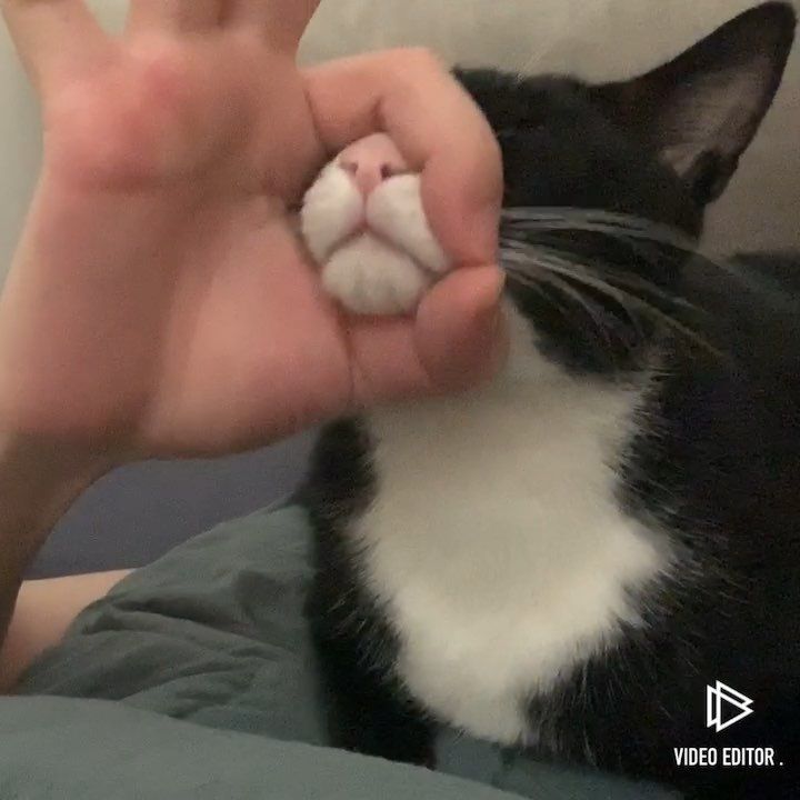 고양이 원본 682
