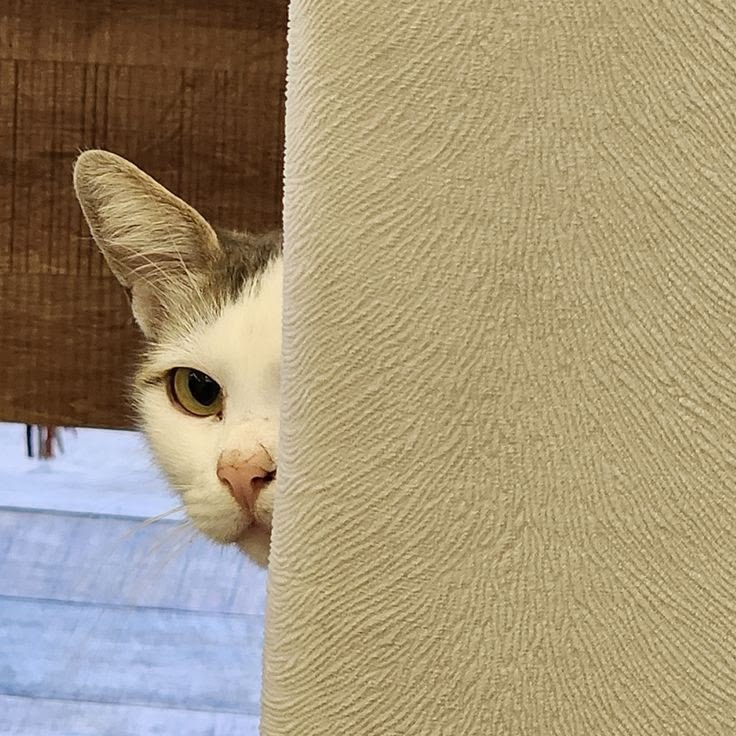 고양이 원본 107