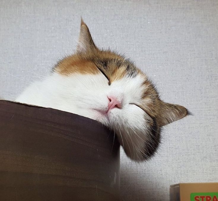 고양이 원본 668