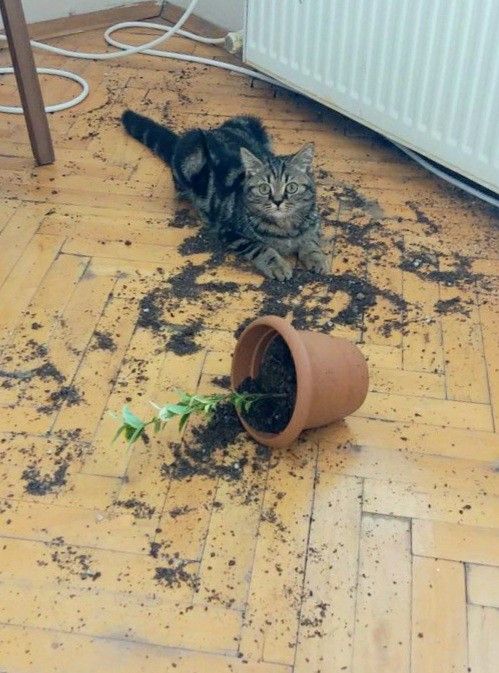 고양이 원본 257