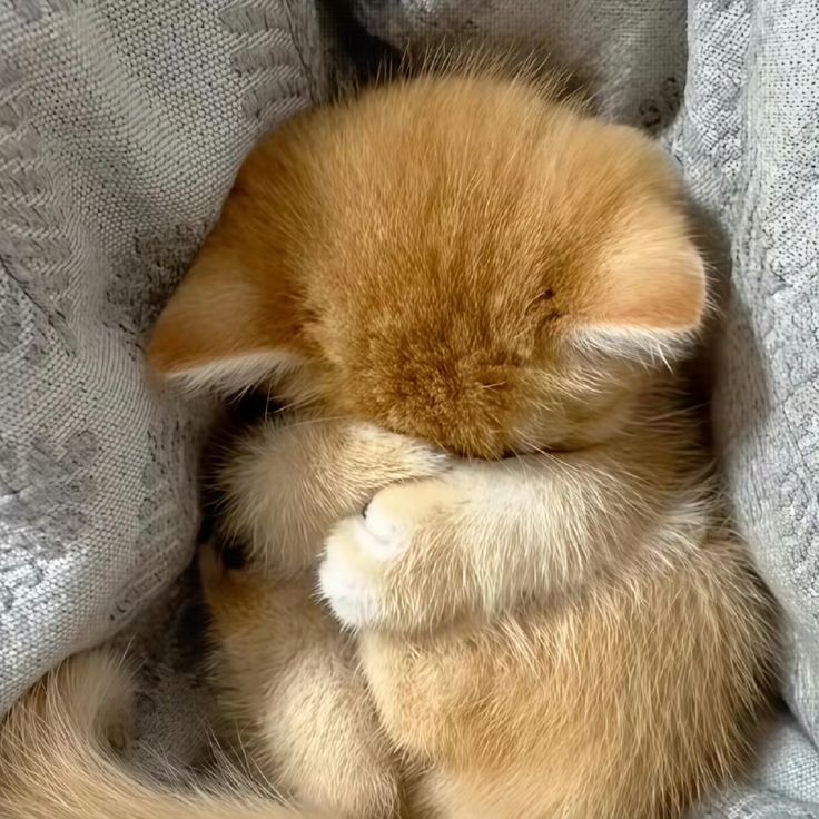 고양이 원본 366