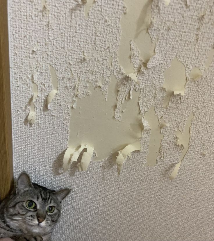 고양이 원본 205