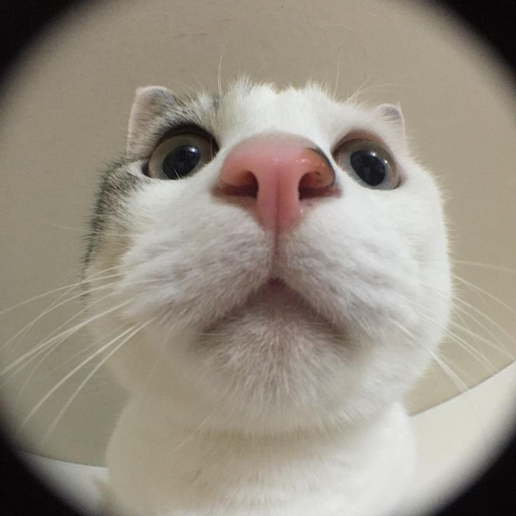 고양이 원본 261