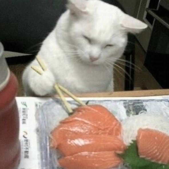 고양이 원본 113