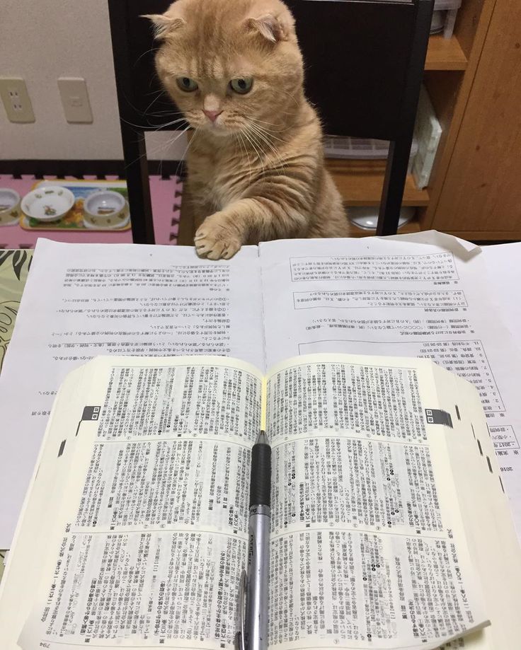 고양이 원본 451