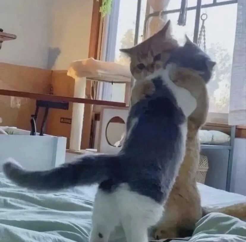 고양이 원본 652