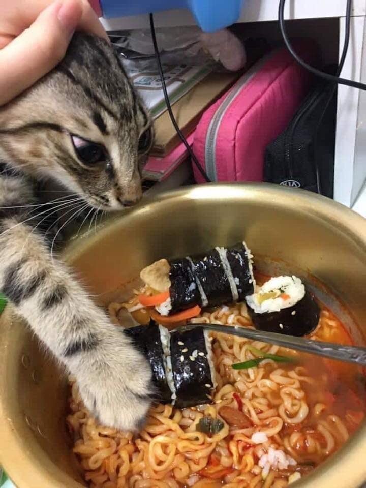 고양이 원본 417