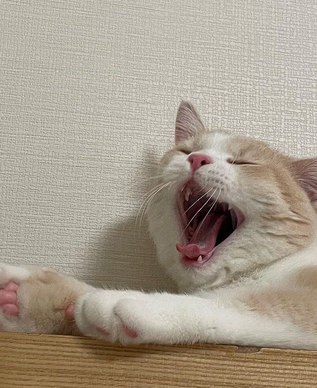 고양이 원본 338