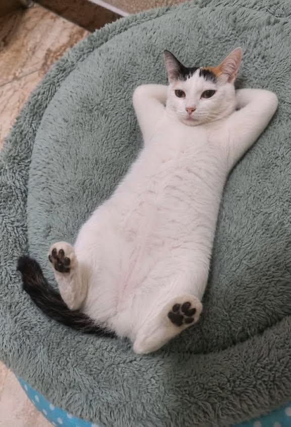 고양이 원본 012