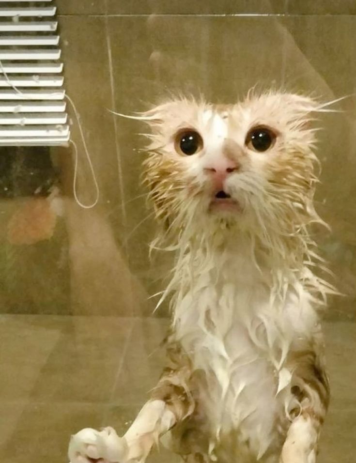 고양이 원본 455