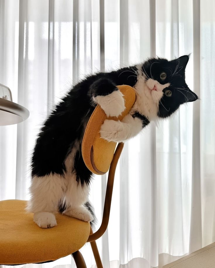 고양이 원본 398