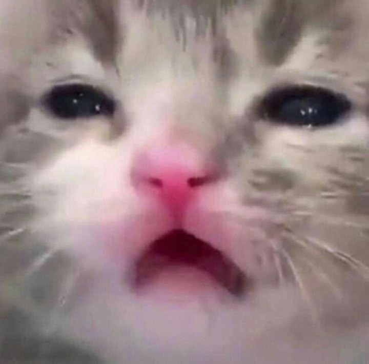 고양이 원본 499
