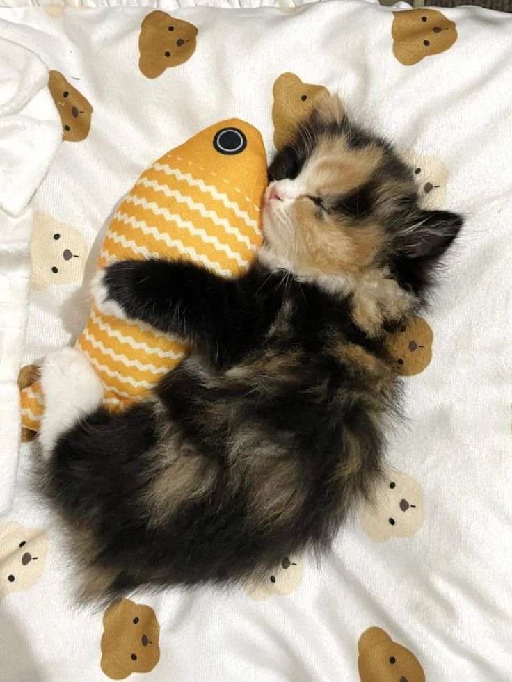 고양이 원본 419