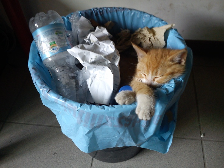 고양이 원본 386