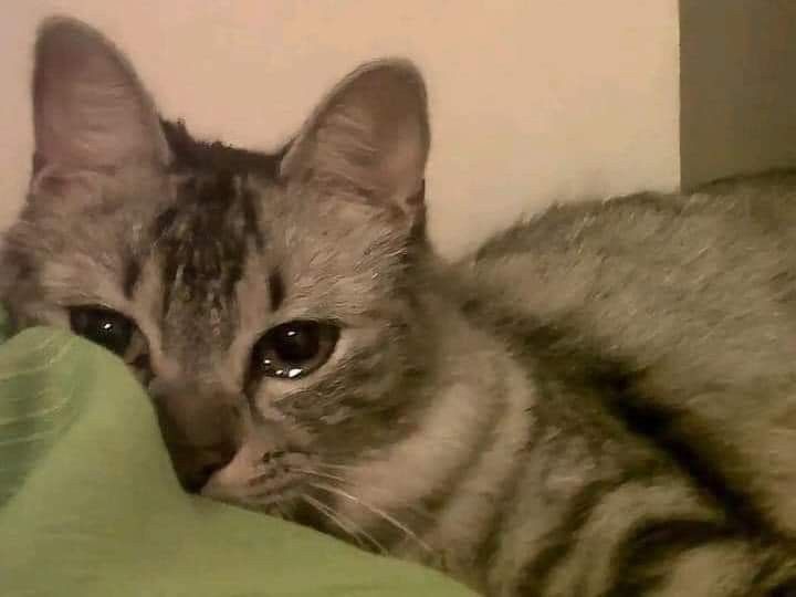 고양이 원본 710
