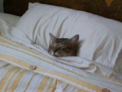 고양이 원본 046