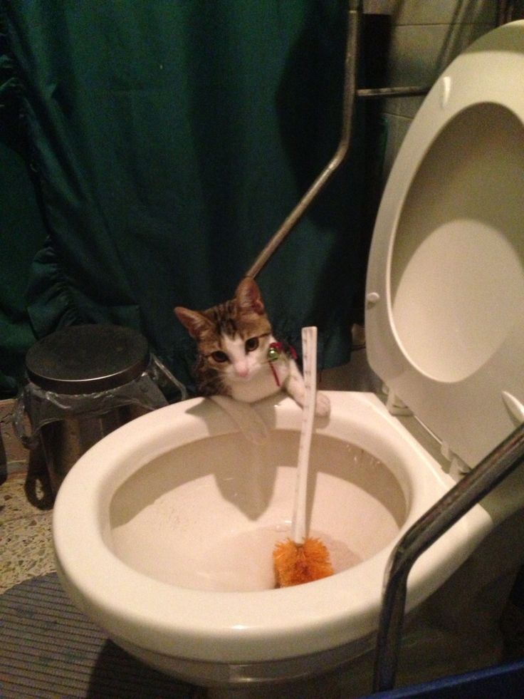 고양이 원본 044