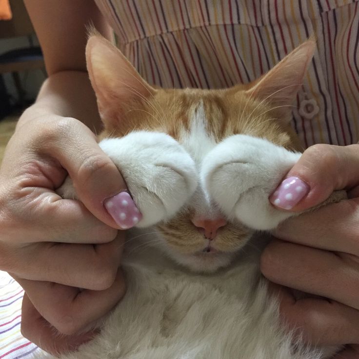 고양이 원본 229
