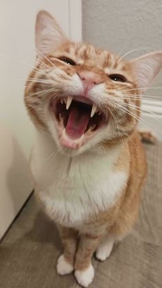고양이 원본 558