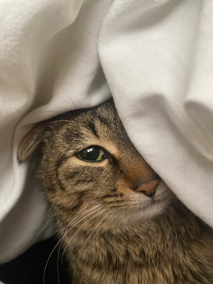 고양이 원본 119