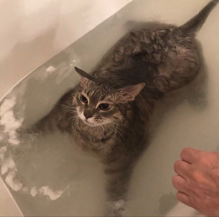 고양이 원본 140
