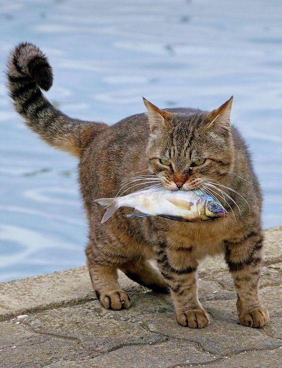 고양이 원본 041