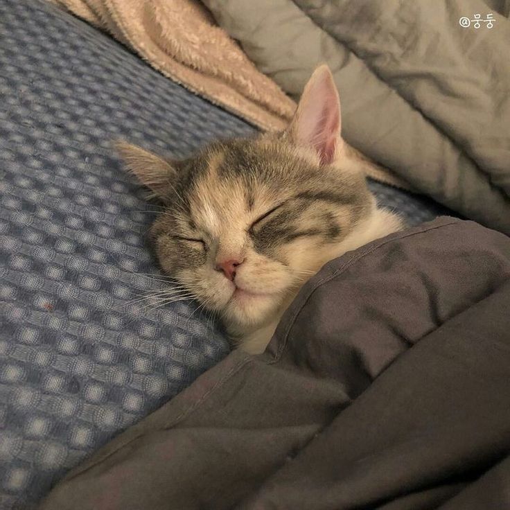 고양이 원본 414