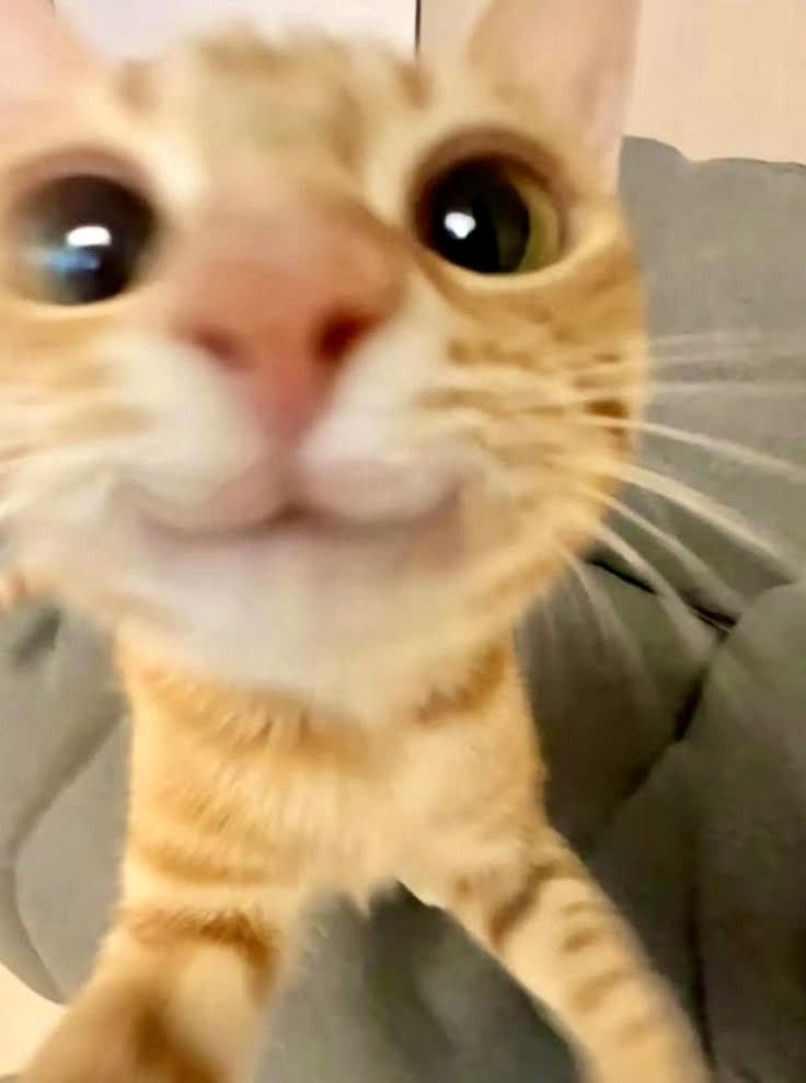 고양이 원본 273