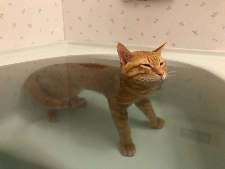 고양이 원본 270