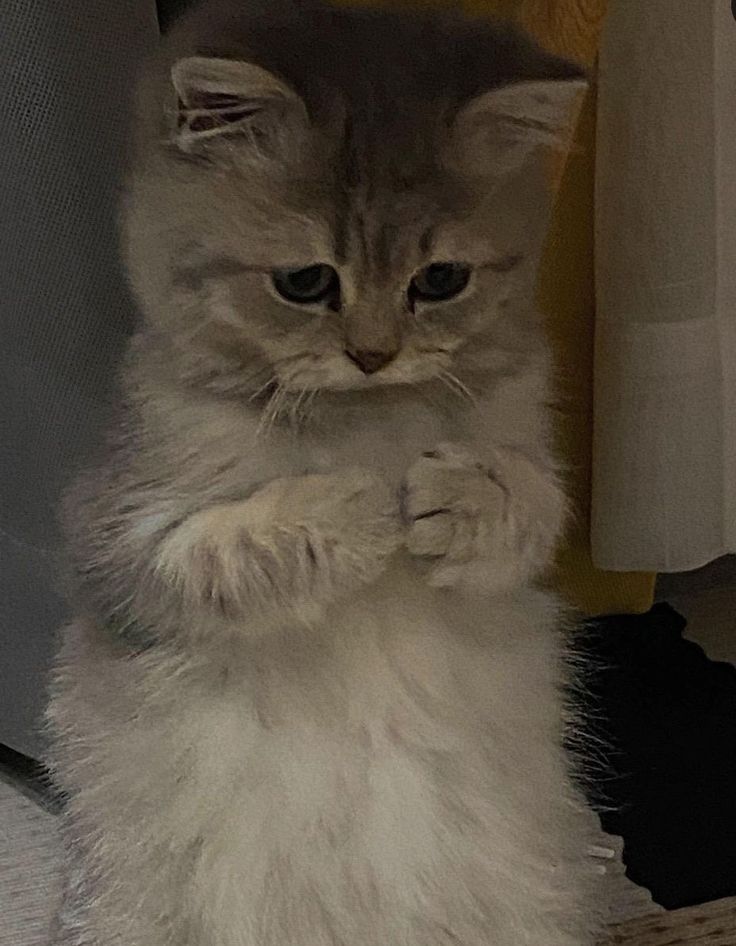 고양이 원본 269