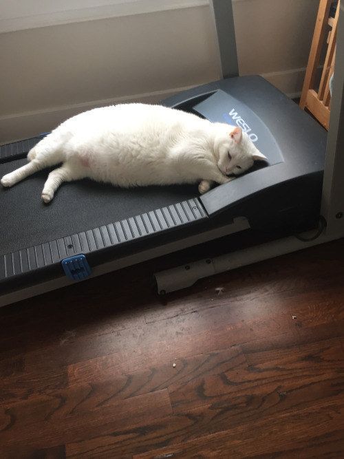 고양이 원본 122
