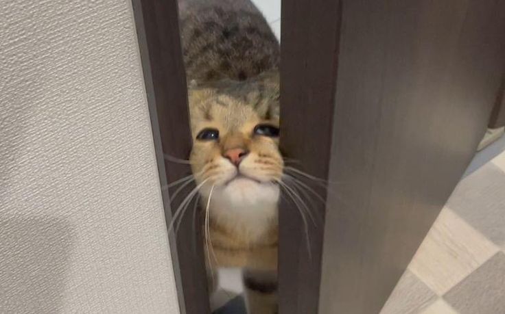 고양이 원본 316
